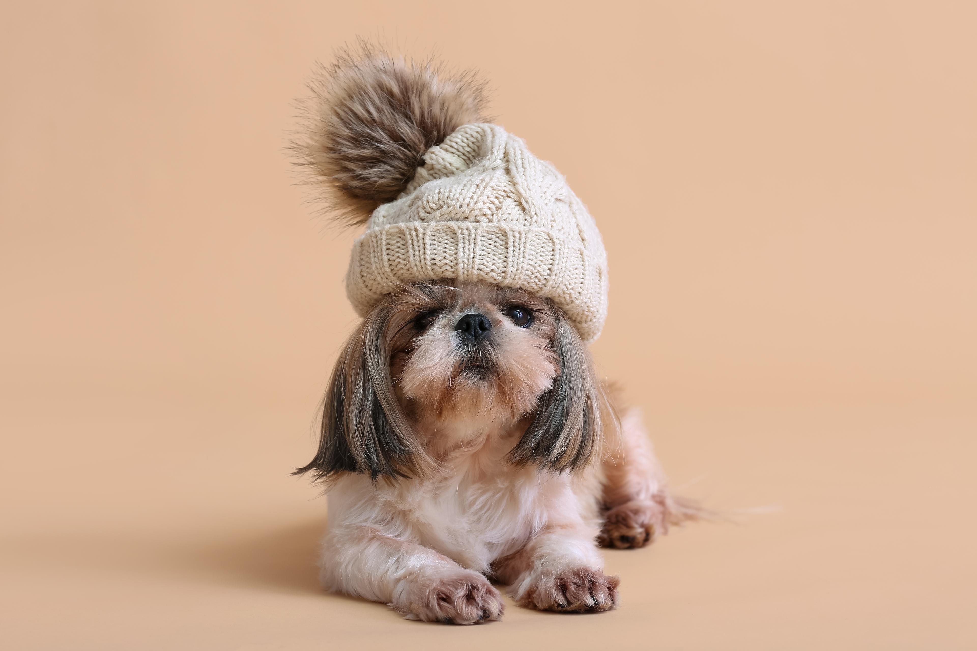 Dog with hat. Illustration.