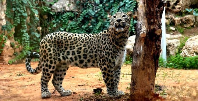 Beautiful Persian Leopards arrive in Jerusalem