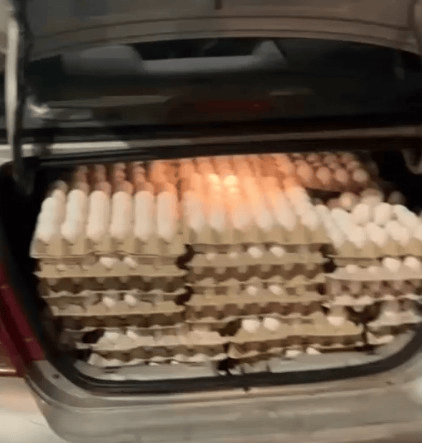 Smuggled eggs.