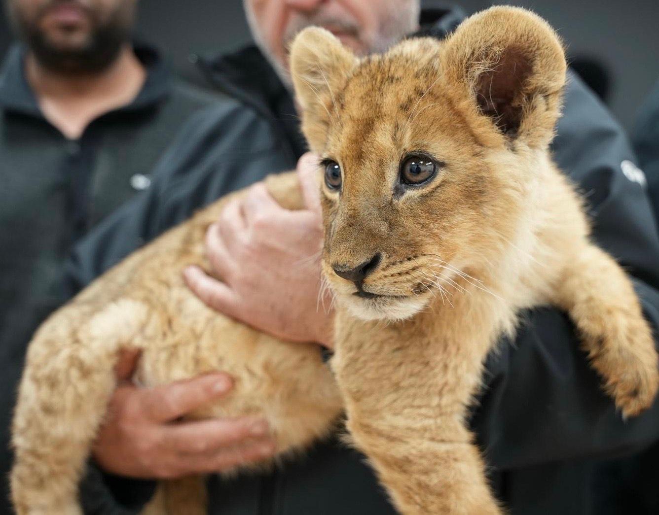 The Lion cub that was rescued
