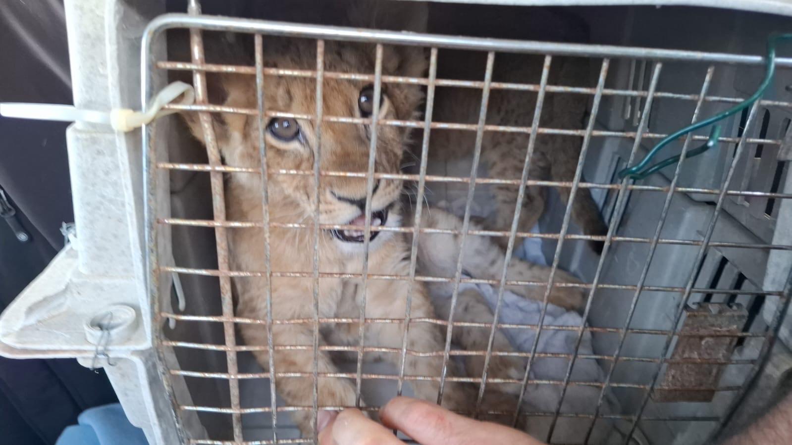 The Lion cub that was rescued The Lion cub that was rescued