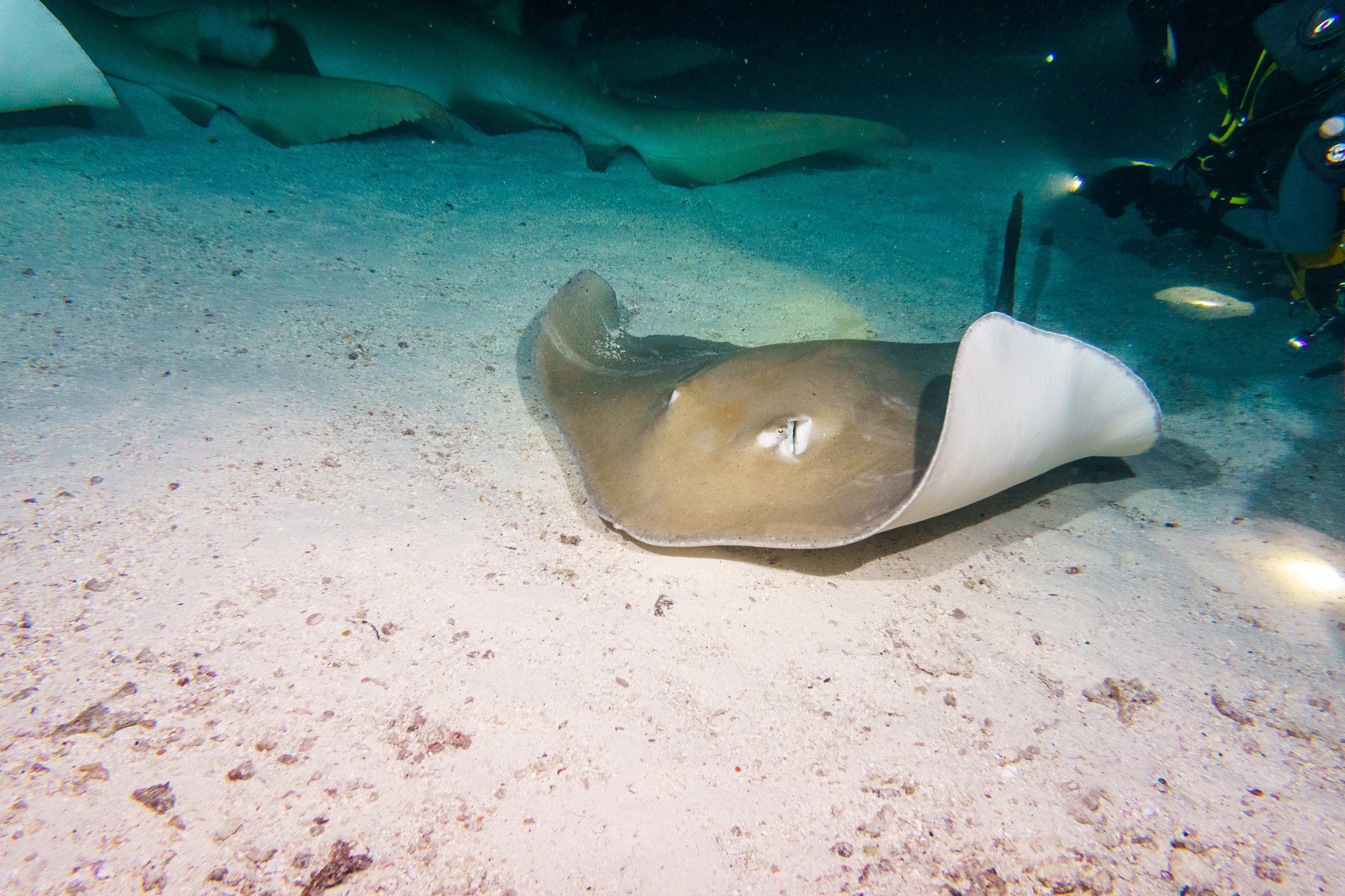 Sea Cat Stingray